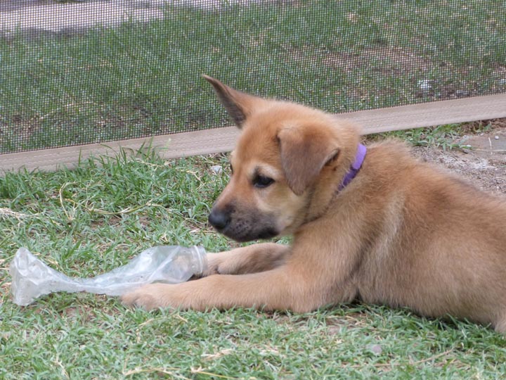 chinook dog